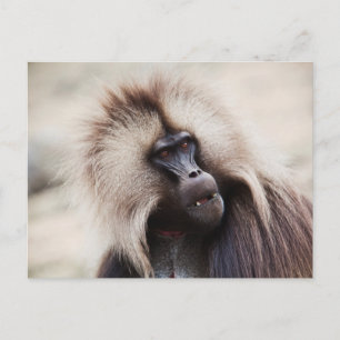 Gelada Baboon, Äthiopien Postkarte