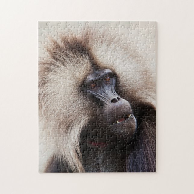 Gelada Baboon, Äthiopien Puzzle (Vertikal)