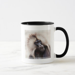 Gelada-Pavian, Äthiopien Tasse