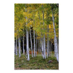 Gelassenheit in Gold und Green Aspen Fotodruck