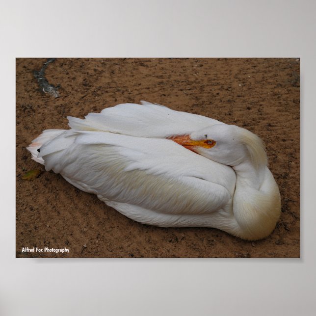Gelassenheit in Weiß Poster (Vorne)