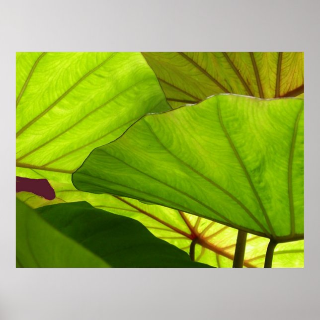 Gelassenheit Poster (Vorne)