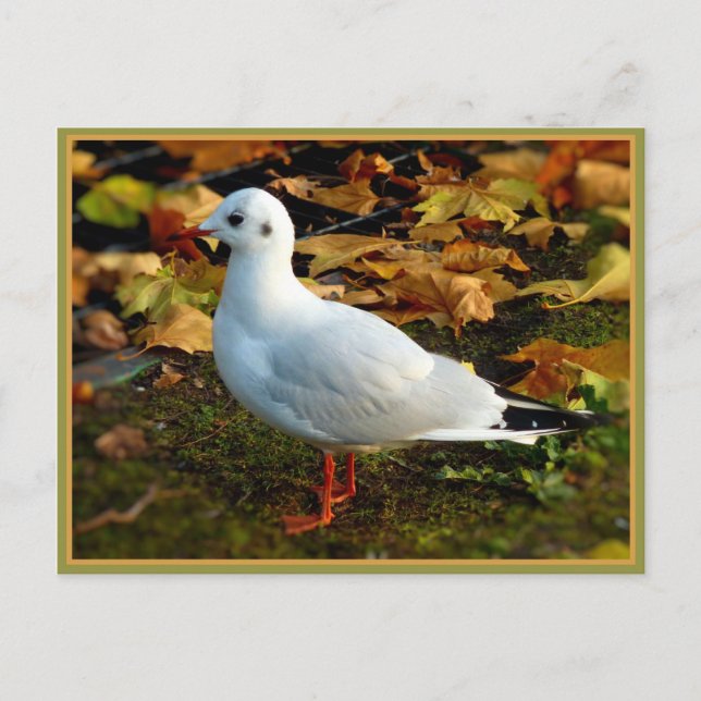 Gelassenheit Postkarte (Vorderseite)