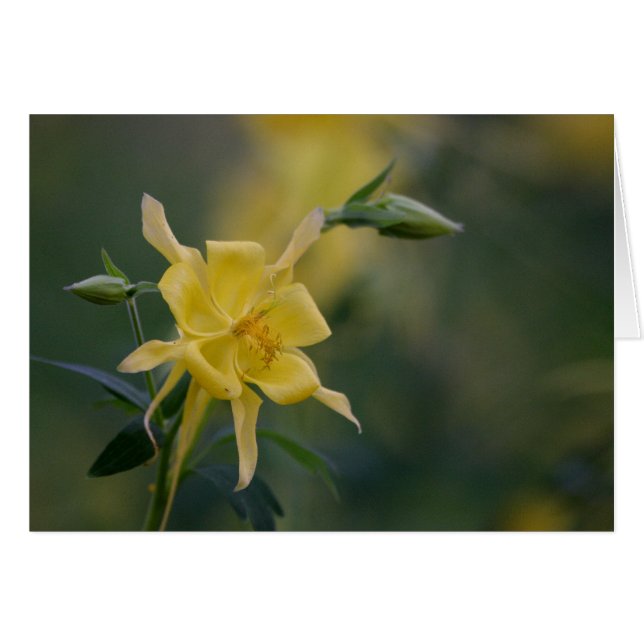 gelb (Vorderseite (Horizontal))