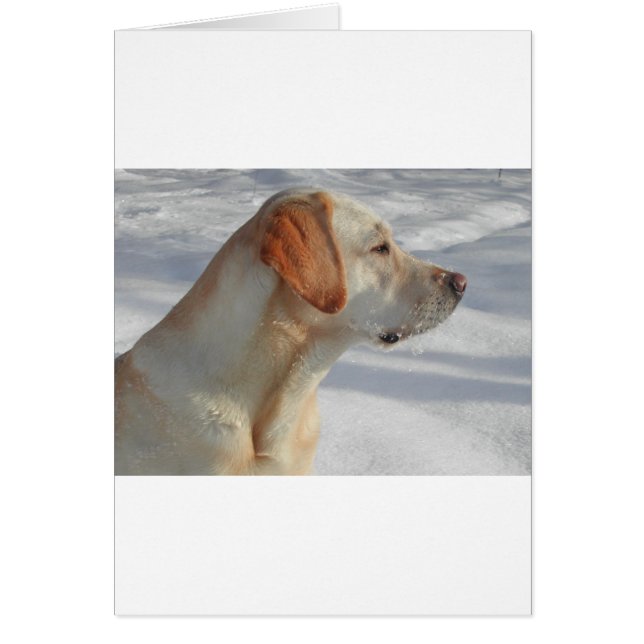 Gelb 4 Labrador (Vorne)