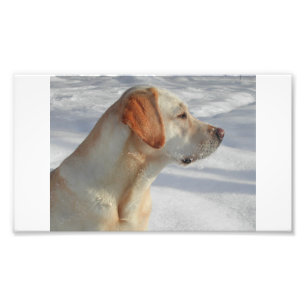 Gelb 4 Labrador Fotodruck