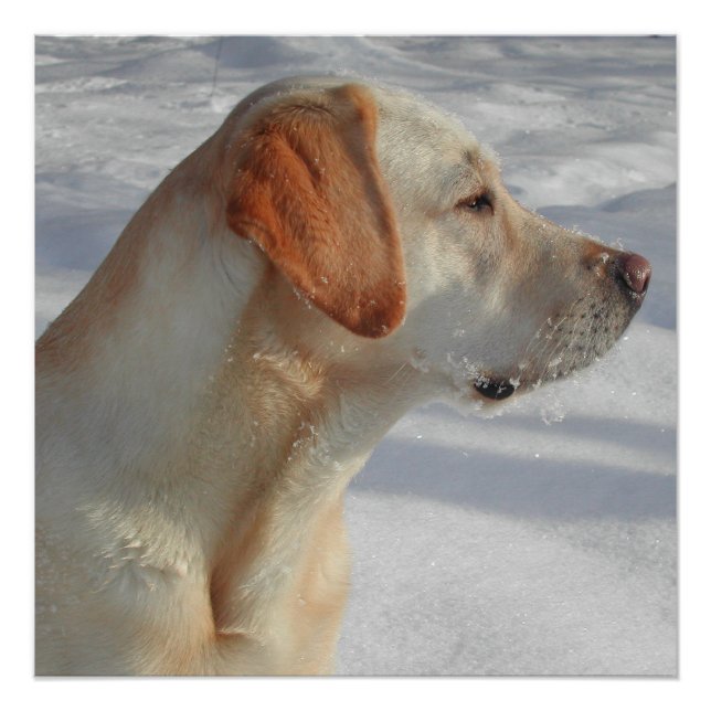 Gelb 4 Labrador Poster (Vorderseite)