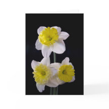 Gelb am Tag der weißen Daffodil Mutter