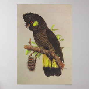 Gelb-angebundener schwarzer Cockatoo Poster