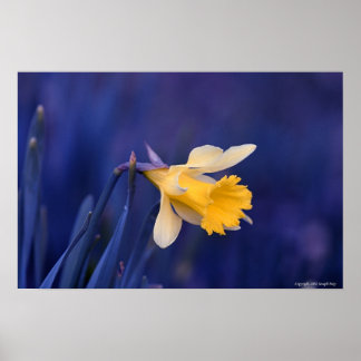 Gelb auf blau poster