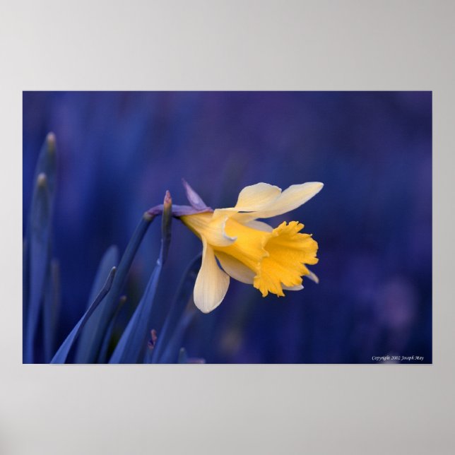 Gelb auf blau poster (Vorne)