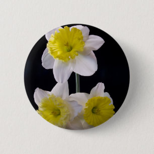 Gelb auf weißem Daffodil Button
