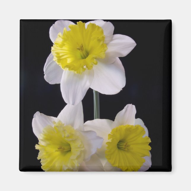 Gelb auf weißem Daffodil Magnet (Vorne)