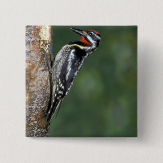 Gelb-aufgeblähter Sapsucker (Mann) Button