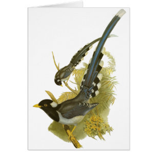 Gelb-berechnete blaue Elster