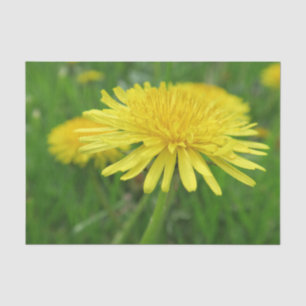 gelb, Butterblume, Pflanze, Löwenzahn, Wiese, Seidenpapier