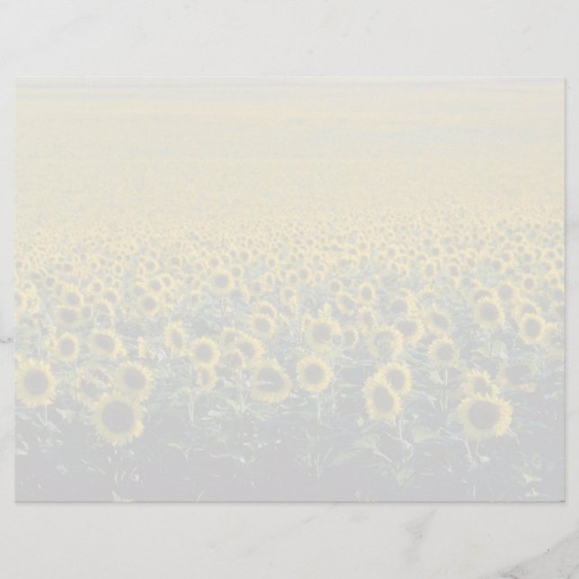 Gelb Ein Sonnenblumenfeld in Spanien Blume (Vorderseite)