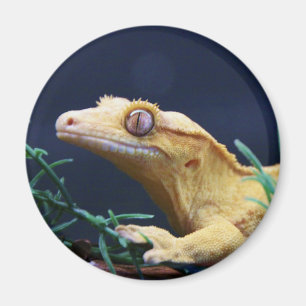 Gelb gekreuzter Gecko-Resten Magnet