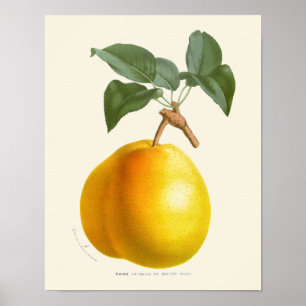Gelb gelagerter Birnen-Botanikdruck Poster