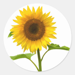 Gelb-grüne Sonnenblumen-Hochzeitsblumen Runder Aufkleber