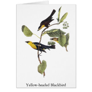 Gelb-köpfige Amsel - John Audubon