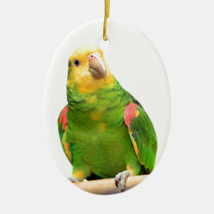 Gelb-köpfiger Amazonas Keramik Ornament