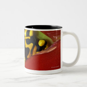 Gelb-mit einem Band versehener Giftfrosch Zweifarbige Tasse