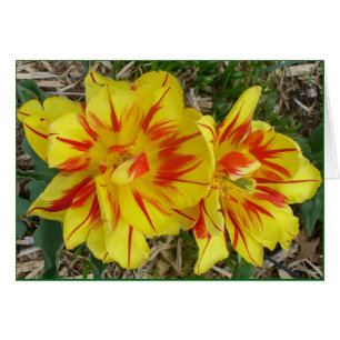 Gelb mit rot gestreifter Blume