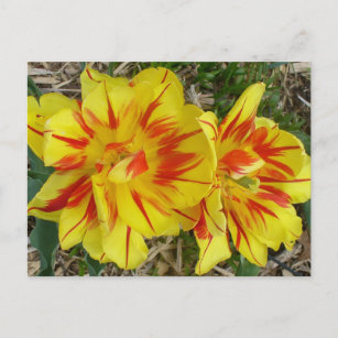 Gelb mit rot gestreifter Blume Postkarte
