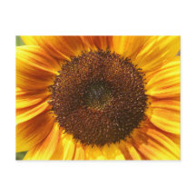 Gelb, orange und braune Sonnenblumen Postkarte