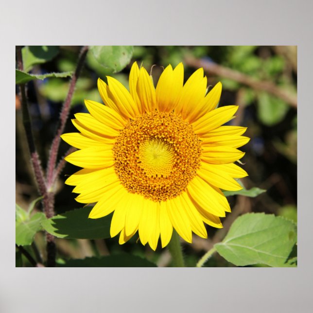 gelb poster (Vorne)