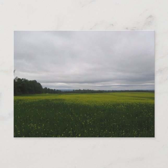 gelb postkarte (Vorderseite)