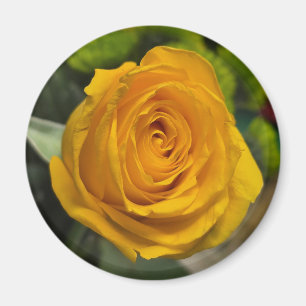 Gelb-Rosen-Magnet Magnet