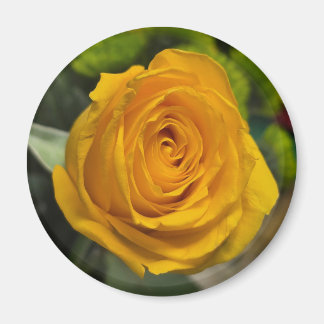 Gelb-Rosen-Magnet Magnet