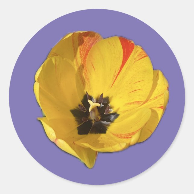 Gelb-Rot-Tulip-Aufkleber Runder Aufkleber (Vorderseite)