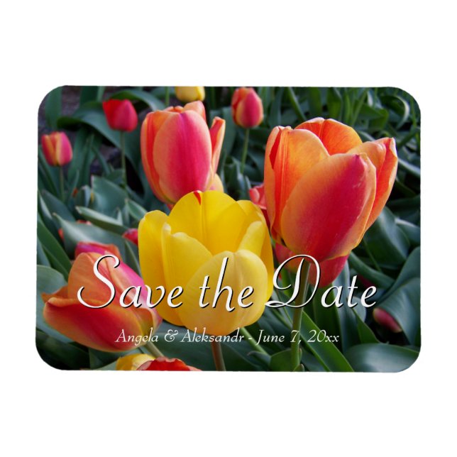 Gelb-Rot-Tulips-Foto Save the Date Magnet (Horizontal)