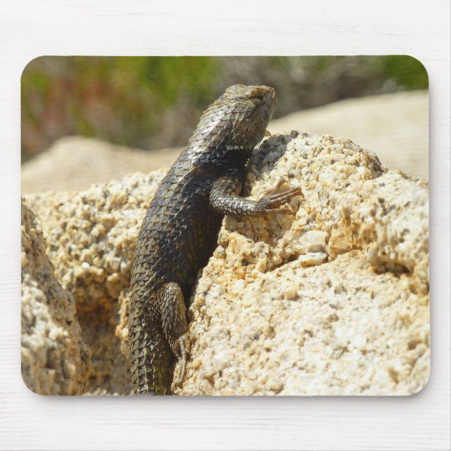 Gelb Rücken Stachelleguan in Joshua Tree Mousepad (Vorne)