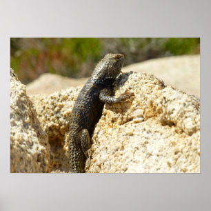 Gelb Rücken Stachelleguan in Joshua Tree Poster
