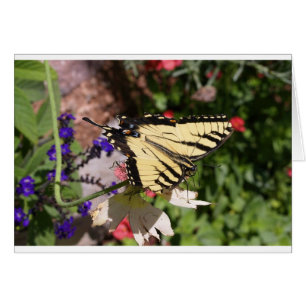 Gelb & Schwarz Fächerschwanz Schmetterling