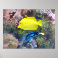 Gelb und Blauer Tang