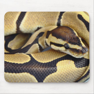 Gelb-und Kugel-Pythonschlange 3 Mousepad
