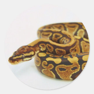 Gelb-und Kugel-Pythonschlange Runder Aufkleber