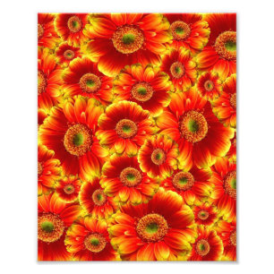 Gelb und Orange Gerbera Daisies Fotodruck
