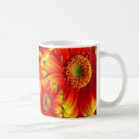 Gelb und Orange Gerbera Daisies
