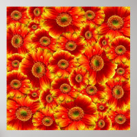 Gelb und Orange Gerbera Daisies