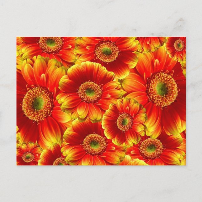 Gelb und Orange Gerbera Daisies Postkarte (Vorderseite)