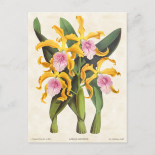 Gelb und rosa Laelia Orchid Vintag Botanisch Postkarte