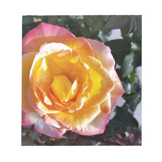 gelb und rosa notizblock (Vorderseite)
