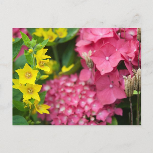 Gelb und Rosa Postkarte (Vorderseite)