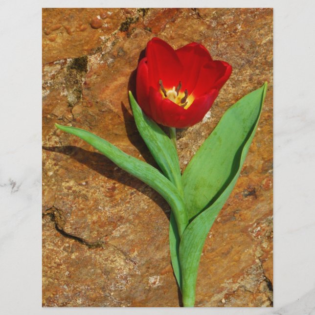 Gelb und Rot (Vorderseite)